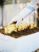 Мёд и продукты пчеловодства с собственной пасеки