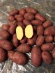 Картофель оптом +5 от ферм.хозяйства