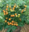 Растим томаты на балконе