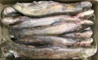 Продается действующий бизнес по добыче рыбы и производству рыбной продукции