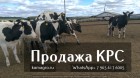 Продажа коров дойных,нетелей молочных пород в Екатеринбурге