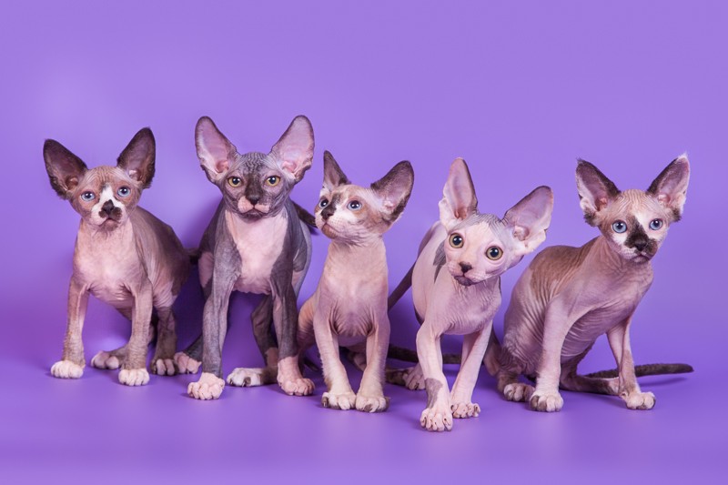 канадский сфинкс екатеринбург