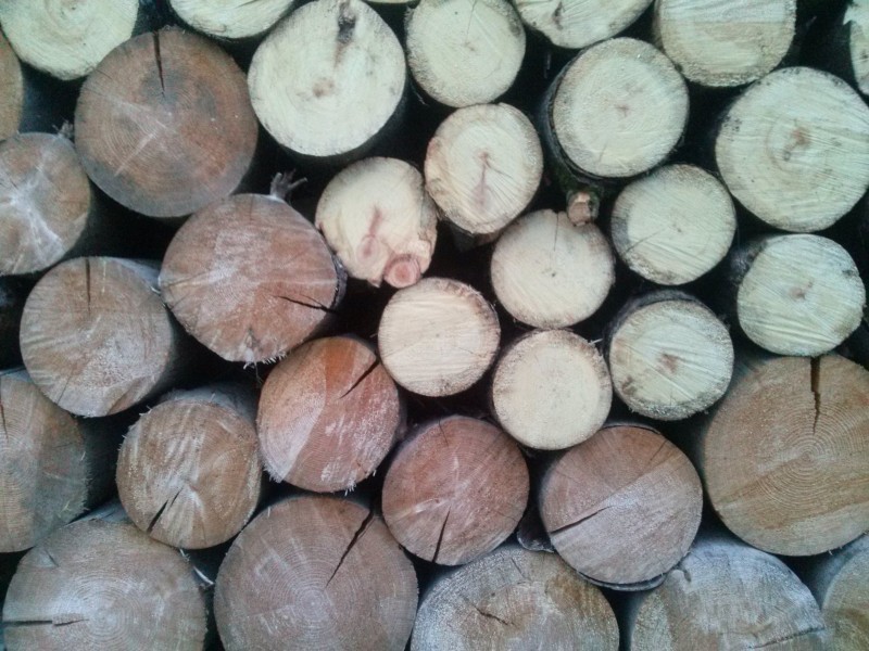 Доставка дров московская. Осиновые дрова. Осина полено. Дрова из осины. Осина дрова фото.