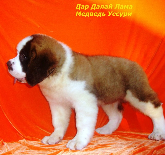 Купить щенка владивосток. Крикетка Владивосток собака. Купить собаку во Владивостоке.