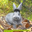 Кролиководческая миниферма - Лучегорский кролик