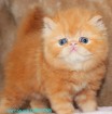 Чистокровные персидские котята красный мрамор