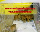 Продаю домашних котят  Сибирской рыси.
