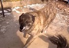 Пропал пес из поселка Лесной 8 километр г. Артема
