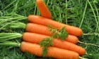 Самые популярные сорта семян моркови!