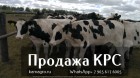Продажа коров дойных, нетелей молочных пород в  Челябинск