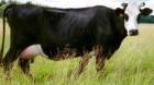 Продам коров Ярославской породы 210 голов